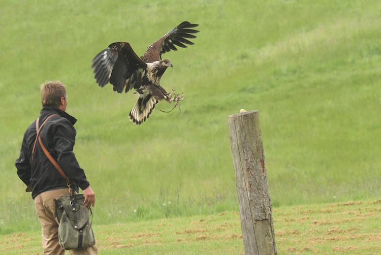 Charlie Heap and "Carlton" the coolest eagle ever - at British Falconry Fair