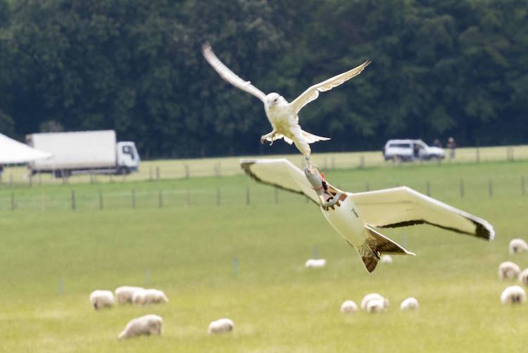 Robara at British Falconry Fair