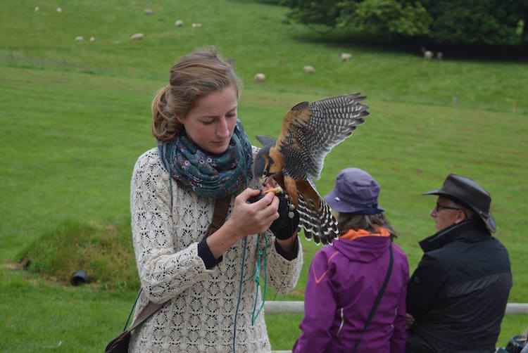 British Falconry Fair