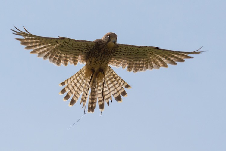 Hovering Kestrel at British Falconry Fair