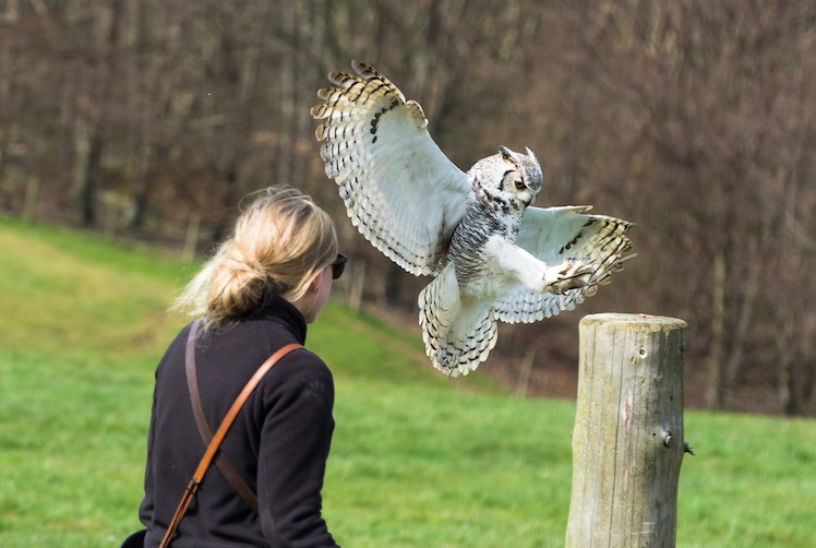 Io - Great Horned Owl at British Falconry Fair