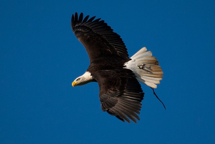 Bald Eagle at British Falconry Fair