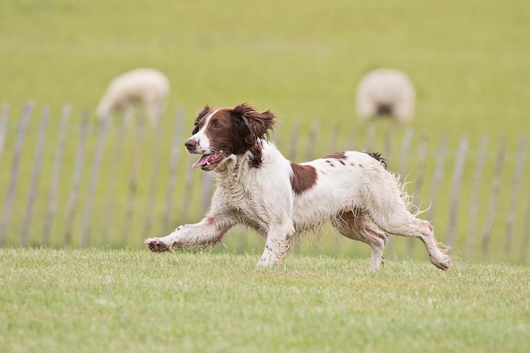 Dog training demo at British Falconry Fair