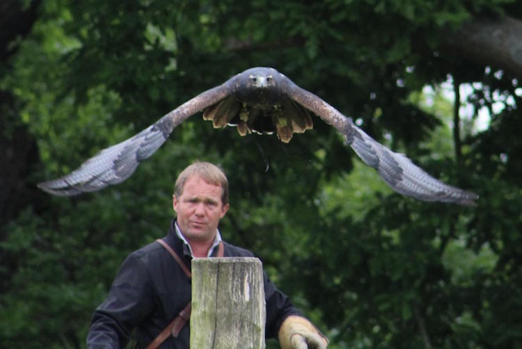 Charlie Heap and "Zonda" at British Falconry Fair