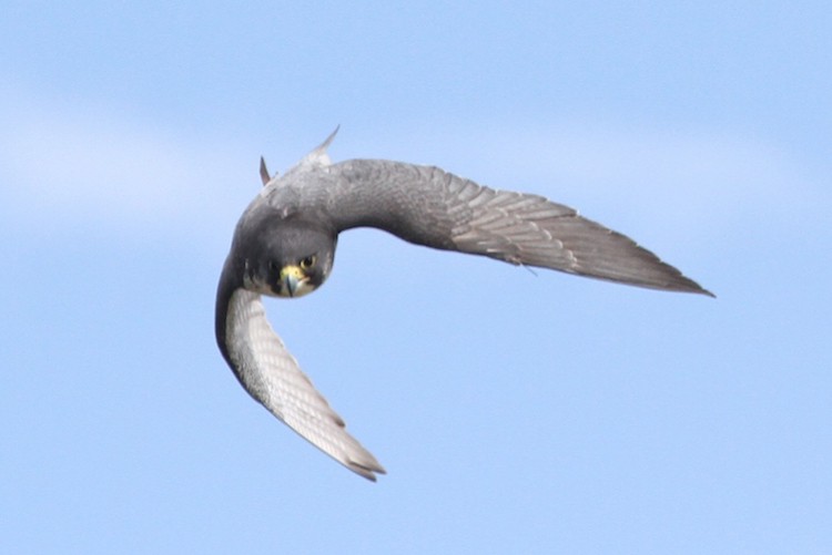 Peregrine at the British Falconry Fair